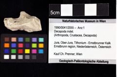 Foto (Objket + Etiketten) von Decapoda indet. 